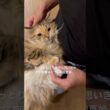 た、たすけ、、、 #cat #猫のいる暮らし #メインクーン