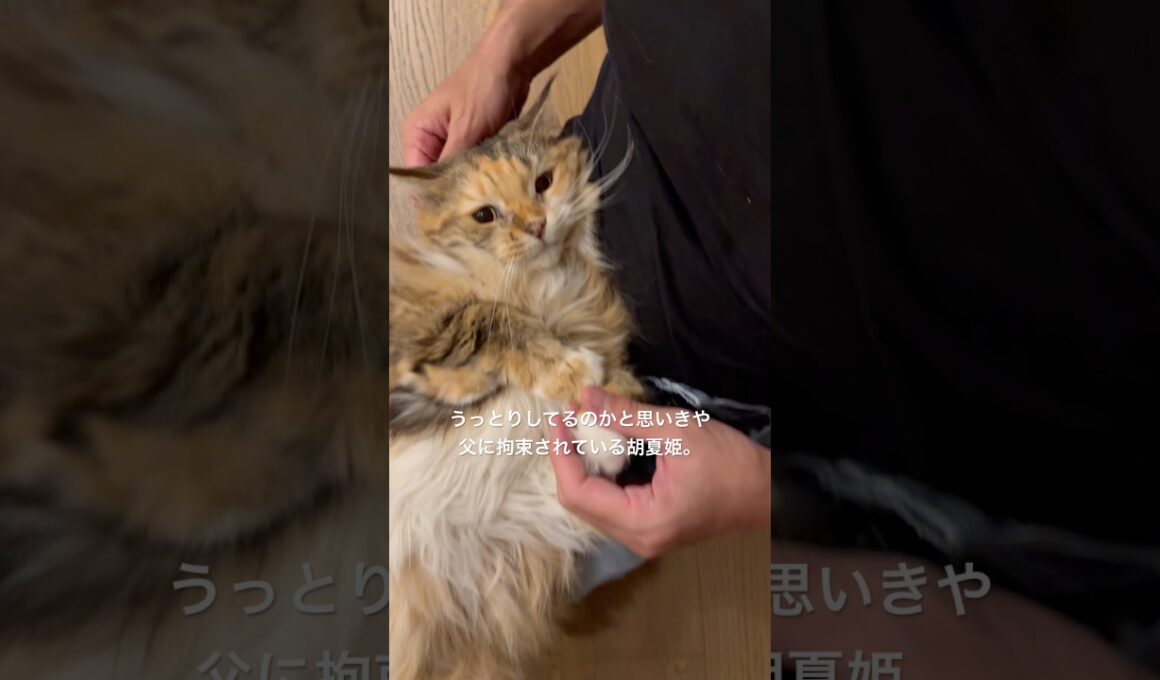 た、たすけ、、、 #cat #猫のいる暮らし #メインクーン