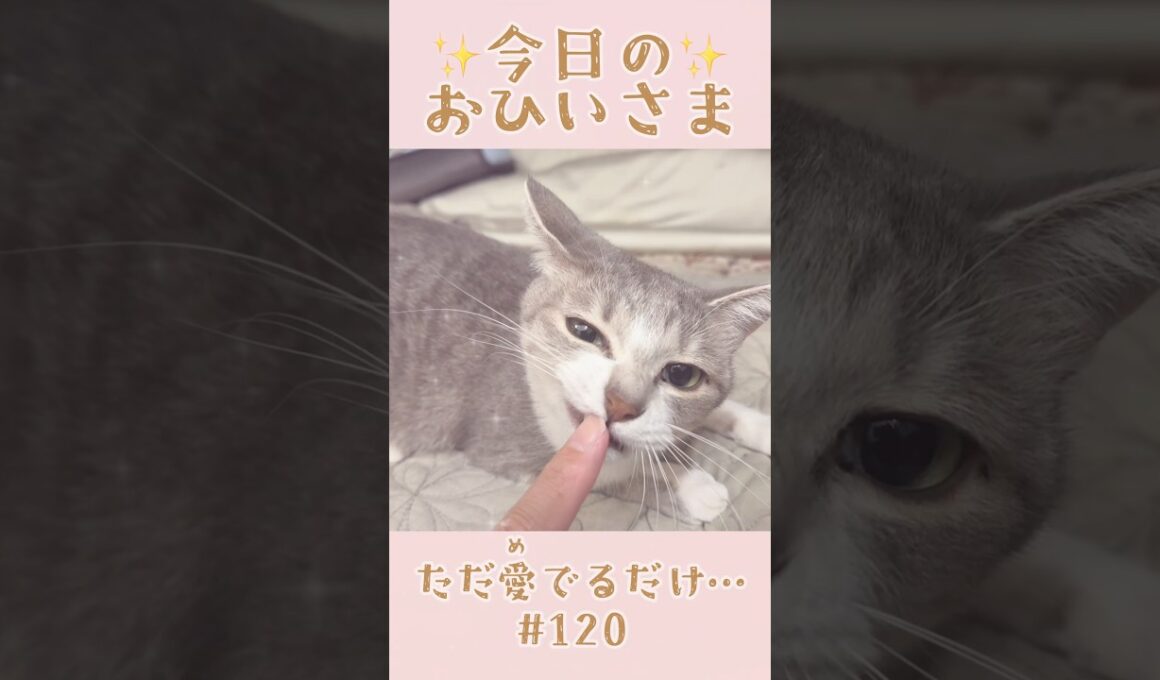 我が家のおひいさまイヴ#120。成長のひとコマ…ただ愛でるだけ　#shorts
