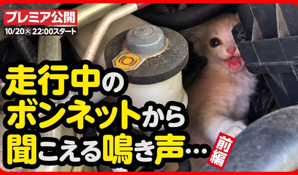 【子猫 保護】車のボンネットに…子猫が…！？緊急保護しました【前編】