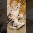ノルウェージャンフォレストキャットのオーナーさん募集中です！