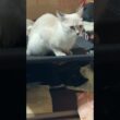 男はつらいよ。シャム猫のパンダ。妹の雫に勝てません。ダメな兄です