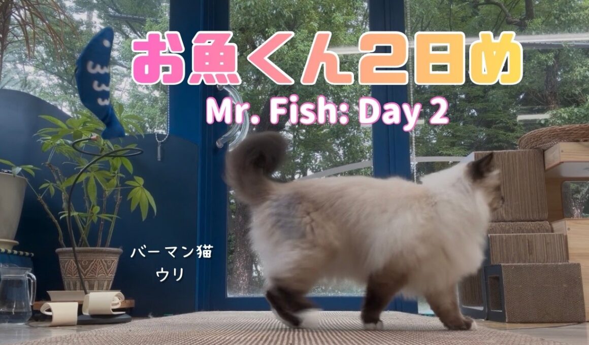 バーマン猫ラフとウリ【お魚くん２日め】Mr. Fish: Day 2（バーマン猫）Birman/Cat