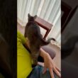【しっぽぶんぶん猫🤣】パパの懐で #にゃるそっく 庭のスズメちゃんたちを見つけて、長いしっぽぶんぶん‼️速度落としてよく見ると動きが面白いよね。#猫のしっぽ #エジプシャンマウすす #shorts