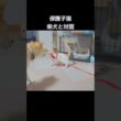 柴犬と対面する保護子猫　#保護猫 #子猫 #柴犬 #保護子猫 #犬と猫 #先住犬 #猫 #犬