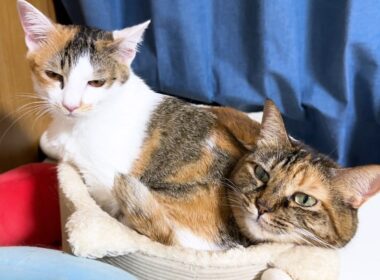 密かに子猫を気にかけていた猫に、嬉しい変化があった日。