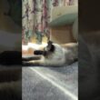 シャム猫のふくさん【たぬき猫】 #cat #しゃむねこ #猫のいる生活 暮らし #猫好きさんと繋がりたい #ねこ #cutecat #cat
