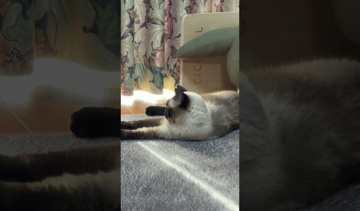 シャム猫のふくさん【たぬき猫】 #cat #しゃむねこ #猫のいる生活 暮らし #猫好きさんと繋がりたい #ねこ #cutecat #cat