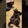 仲良しだね。つれないね。 #cat #猫のいる暮らし #セルカークレックス #ブリティッシュショートヘア #ボンベイ