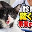 保護子猫、初めての動物病院で衝撃の事実が分かりました