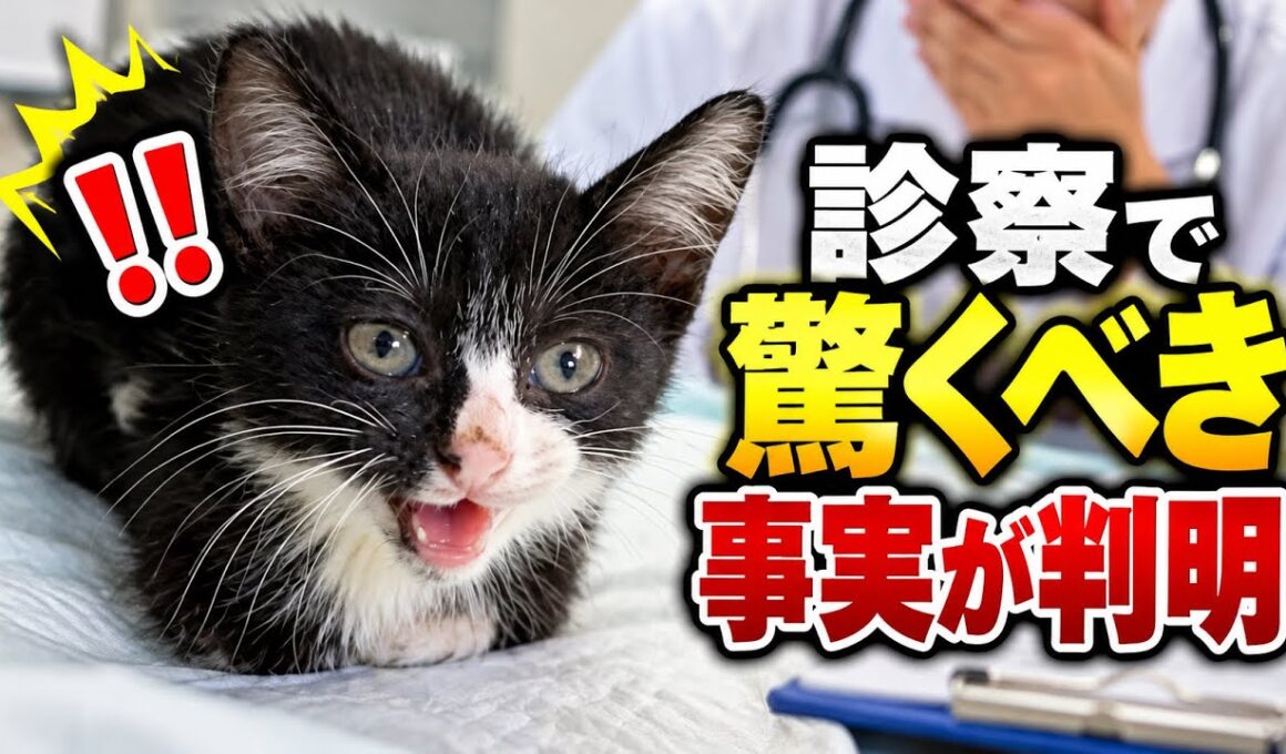 保護子猫、初めての動物病院で衝撃の事実が分かりました