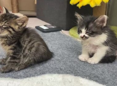 眠くなると亡き母を思い出す子猫の姿に泪…