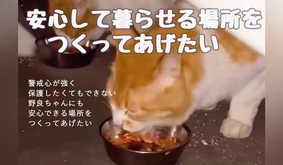 安心して暮らせる場所をつくってあげたい - CAMPFIRE (キャンプファイヤー)