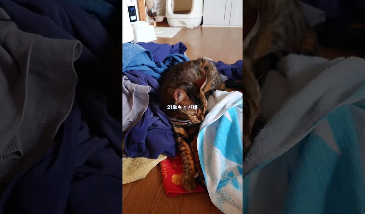 21歳キャバ嬢になれなかった猫の1日 #猫 猫動画 #ベンガル #cat #fyp #shorts #short