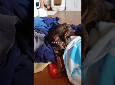 21歳キャバ嬢になれなかった猫の1日 #猫 猫動画 #ベンガル #cat #fyp #shorts #short