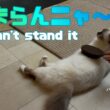 バーマン猫ラフ【たまらんニャ〜】I can't stand it（バーマン猫）Birman/Cat