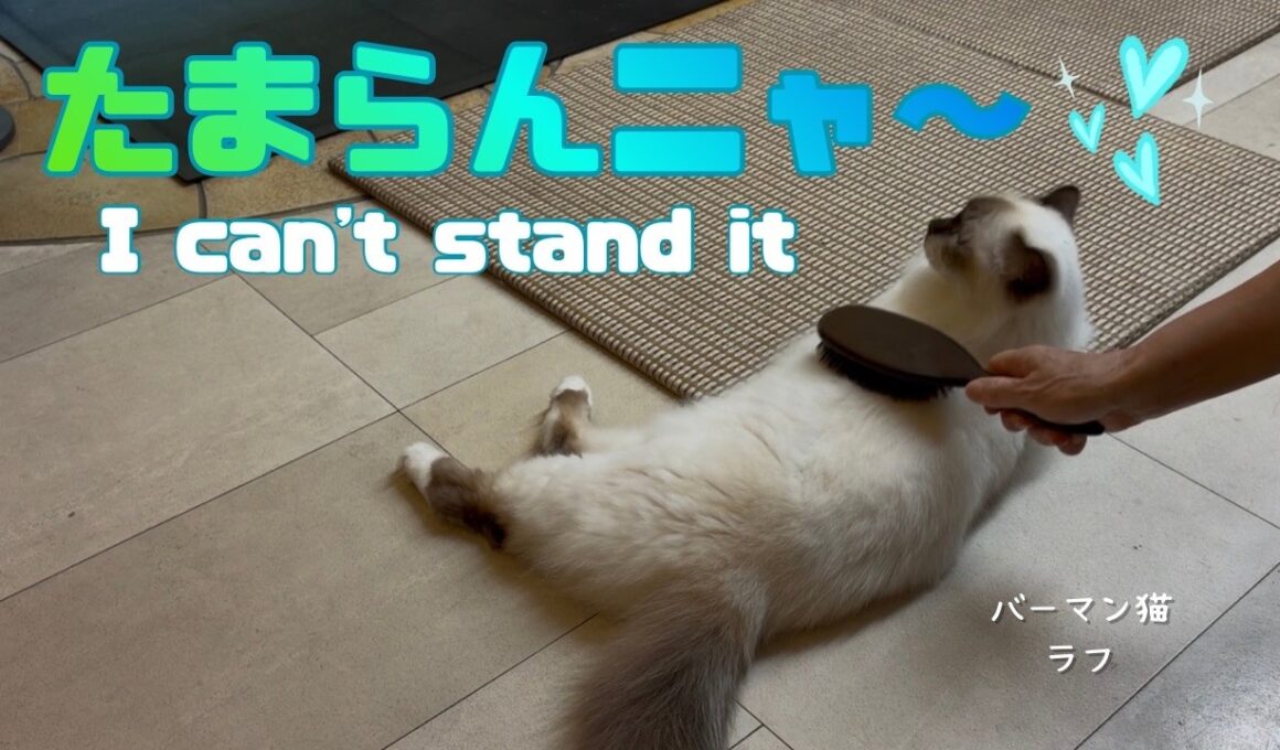 バーマン猫ラフ【たまらんニャ〜】I can't stand it（バーマン猫）Birman/Cat