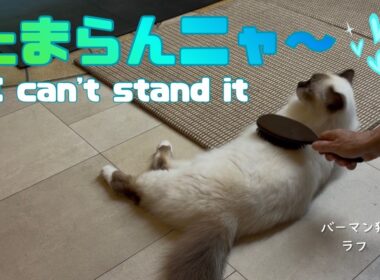 バーマン猫ラフ【たまらんニャ〜】I can't stand it（バーマン猫）Birman/Cat
