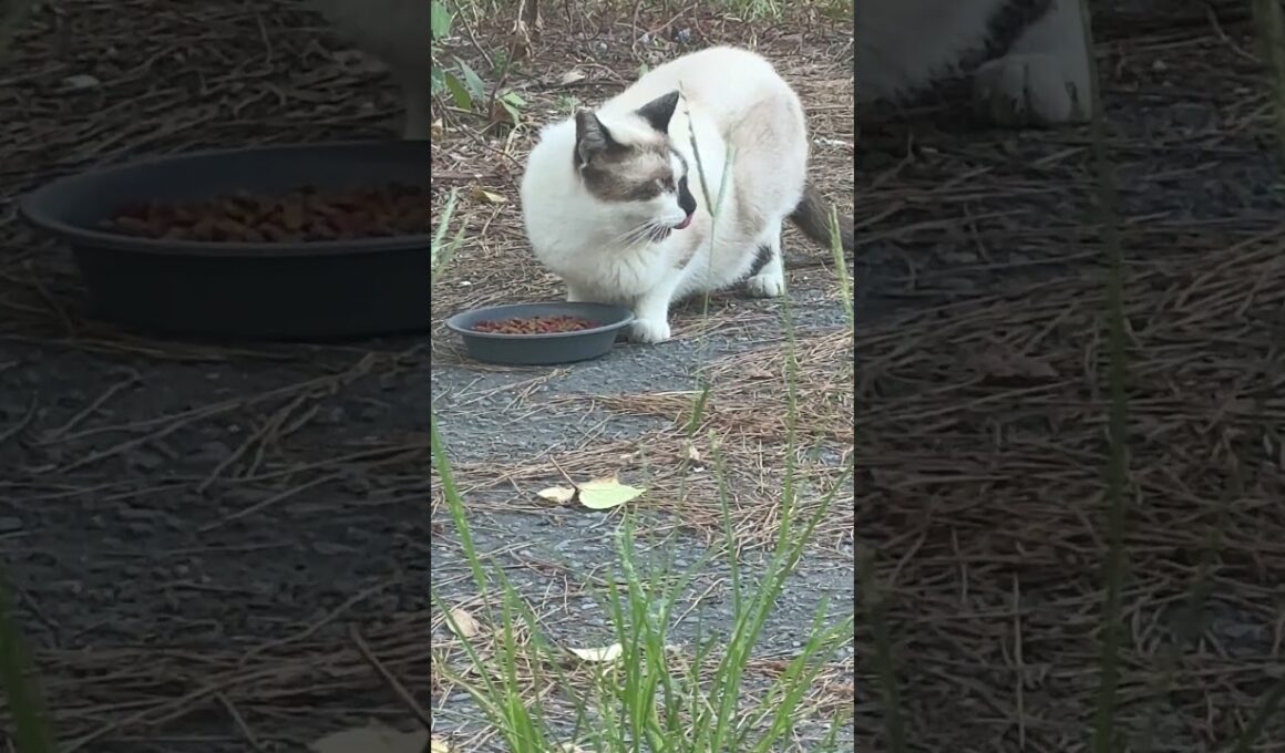 シャム猫のパンダそっくりさん、二度食いを開始