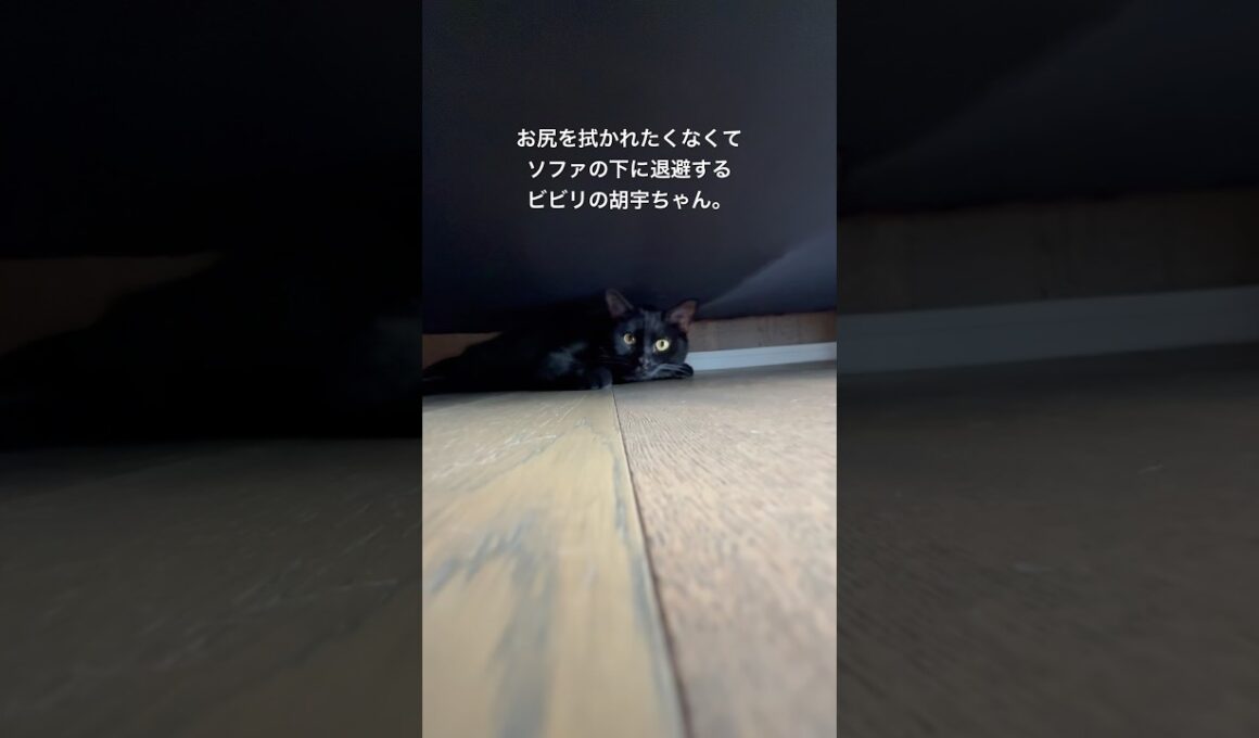 逃亡のソファ下 #cat #猫のいる暮らし #ボンベイ