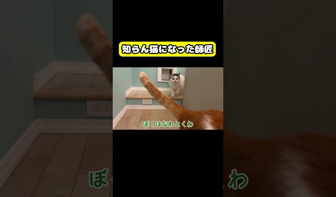 知らん猫になった師匠　#猫 #おもしろ #アテレコ #ニャンチューバーつくし