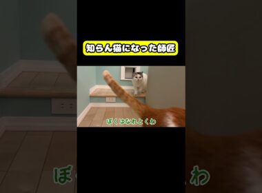 知らん猫になった師匠　#猫 #おもしろ #アテレコ #ニャンチューバーつくし
