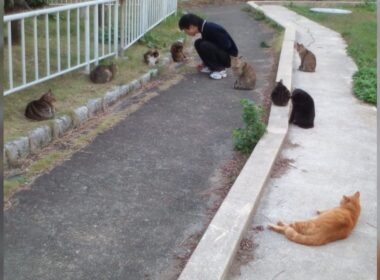 ウチの長男は、10代半ば頃まで近所の公園のNNN(ねこねこネットワーク)に“参加”を許されていた「猫に認められた男…名誉なことだ」 - Togetter