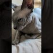 イケメン猫スルタン【スフィンクス】