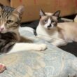 枕を、こっそり独占するキジシロのルル。シャム猫パンダは、じっと見つめ