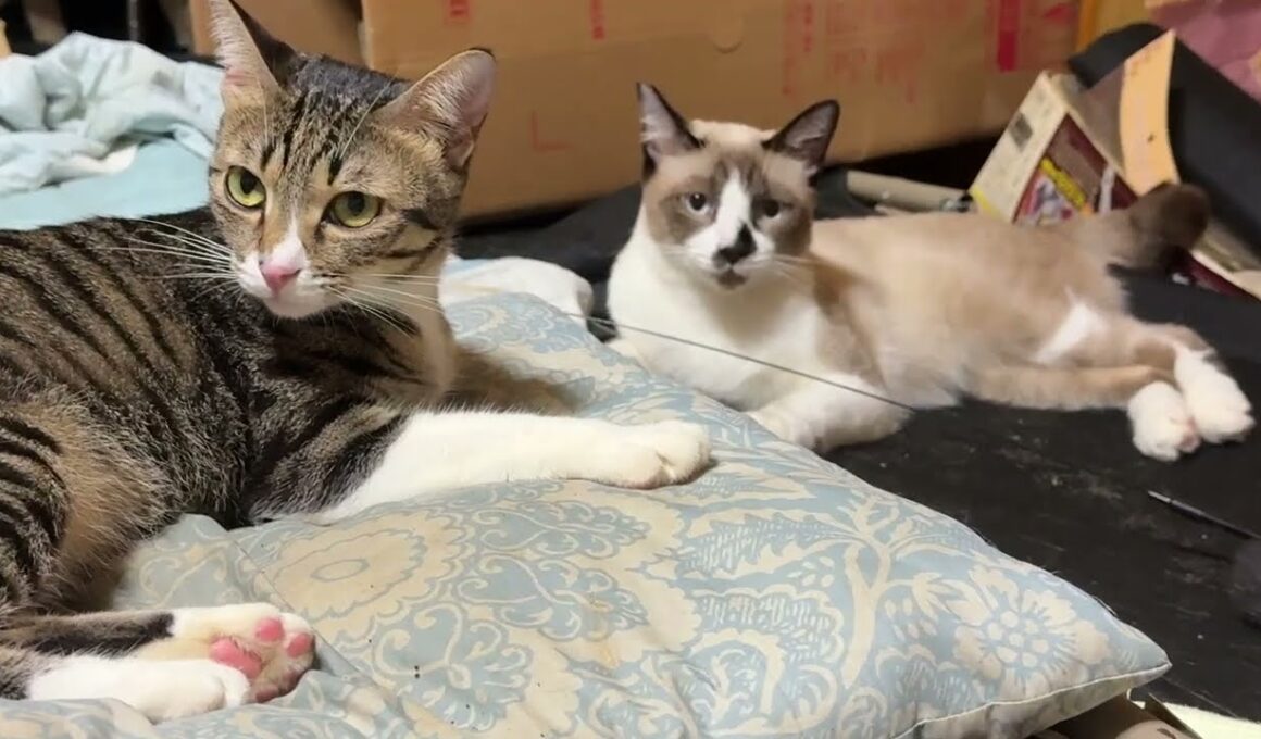 枕を、こっそり独占するキジシロのルル。シャム猫パンダは、じっと見つめ