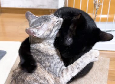 甘える子猫を見ていたら、思わず甘えたくなった子猫が可愛すぎます