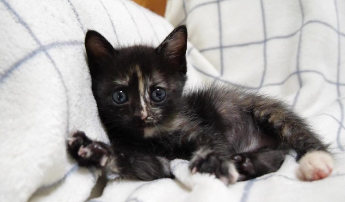 最後までおしゃべりが止まらない子猫のこまめちゃん【赤ちゃん猫　保護猫】【字幕付き】