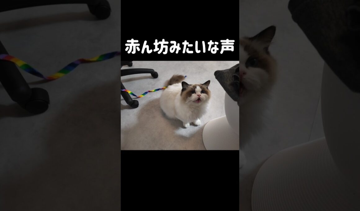 🐱「抱っこしてくれ」#shorts #猫 #子猫 #ラグドール #甘えん坊猫 #猫のいる暮らし