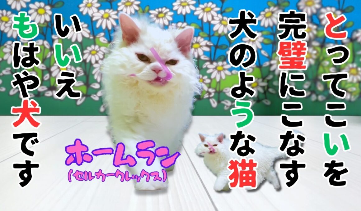 【007】犬のような猫 ホームラン（セルカークレックス）【猫動画】【フェッチ】【とってこい】【もってこい】