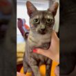 【おやつ待ちタイム #目ヂカラ猫 】まだか、まだかと凄い圧🤣カワイイ声で「はよくれ攻撃」でございます❤️#エジプシャンマウすす #おやつまだですか #shorts