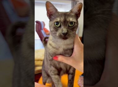 【おやつ待ちタイム #目ヂカラ猫 】まだか、まだかと凄い圧🤣カワイイ声で「はよくれ攻撃」でございます❤️#エジプシャンマウすす #おやつまだですか #shorts
