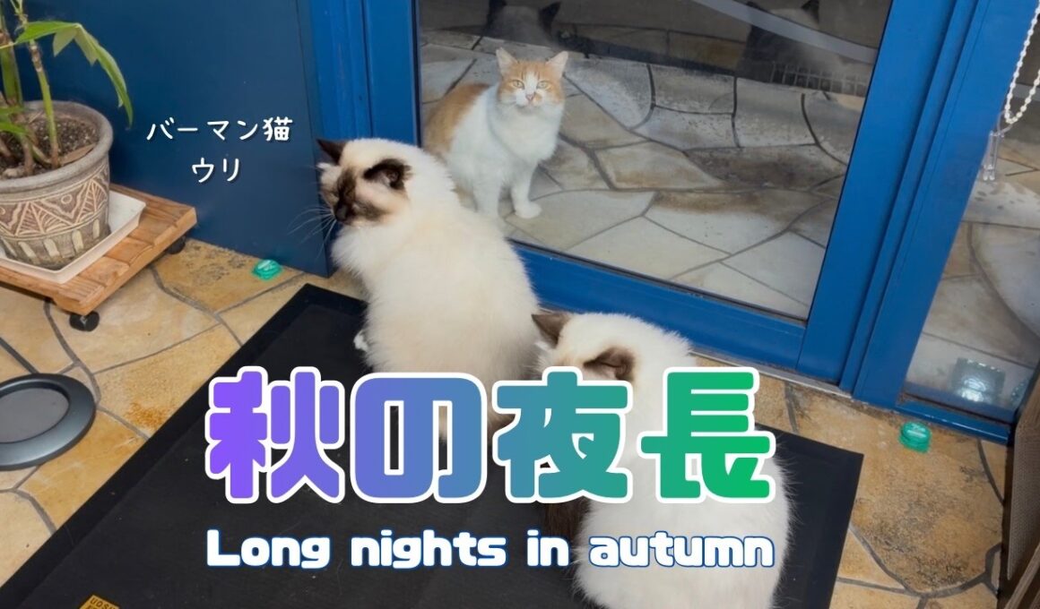 バーマン猫ウリとラフとガブ【秋の夜長】Long nights in autumn（バーマン猫）Birman/Cat