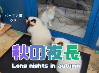 バーマン猫ウリとラフとガブ【秋の夜長】Long nights in autumn（バーマン猫）Birman/Cat
