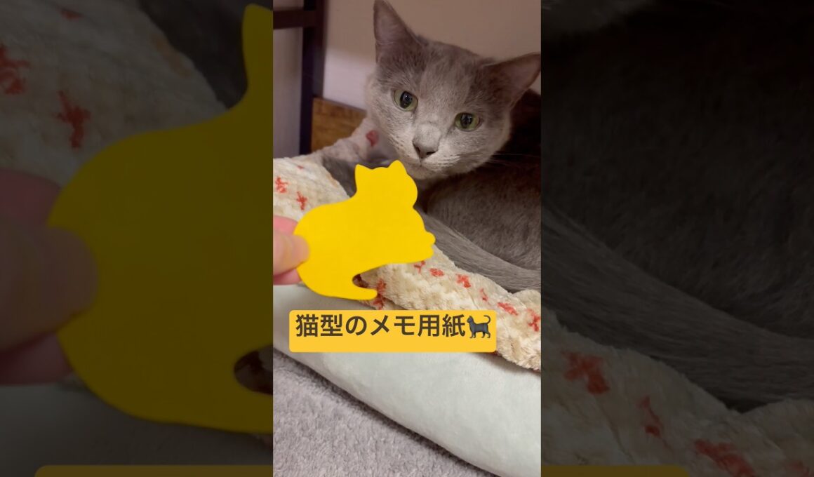 【クイズ】何が出来るかな？？❤️ #猫 #ロシアンブルー #catshorts #shorts