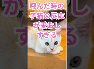 ママ感動!!【呼んだ時の子猫の反応が愛おしすぎる】 #マンチカン #子猫 #cat