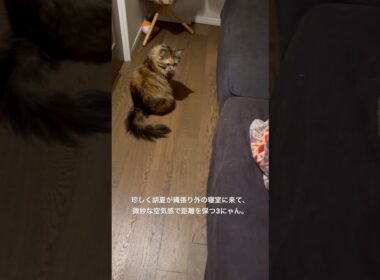 緊迫の3にゃん。 #cat #猫のいる暮らし #セルカークレックス #メインクーン #ボンベイ