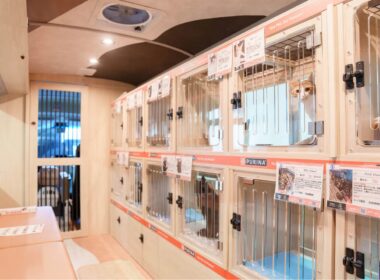 日本財団職員による現地レポート：令和8年熊本地震支援（10月23日 V-CATS JAPAN） | 日本財団