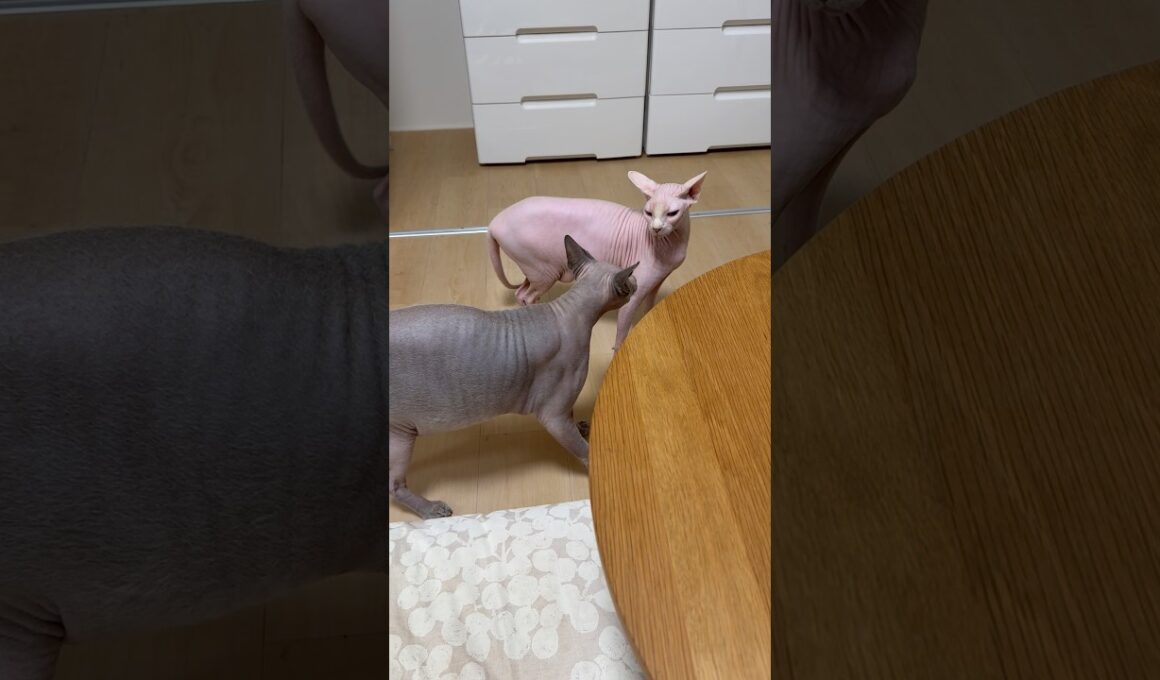 なんか急に喧嘩しだした猫スルタンとアレクサンドラ【スフィンクス】