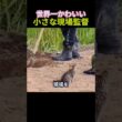世界一かわいい小さな現場監督 #猫 #癒し #かわいい