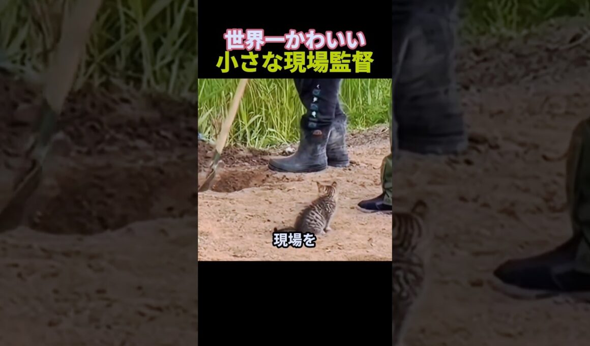 世界一かわいい小さな現場監督 #猫 #癒し #かわいい