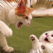 先輩猫が本気で怒ったらこうなります…