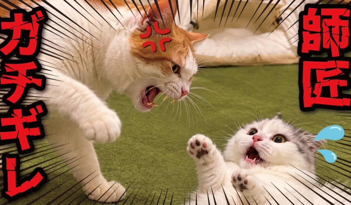 先輩猫が本気で怒ったらこうなります…