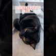 ごきげん黒猫ボンベイ　#cat #ねこ #ねこのいる生活 #ねこのいる暮らし #ねこ動画 #猫 #猫好きさんと繋がりたい #かわいい #癒やし #甘えん坊