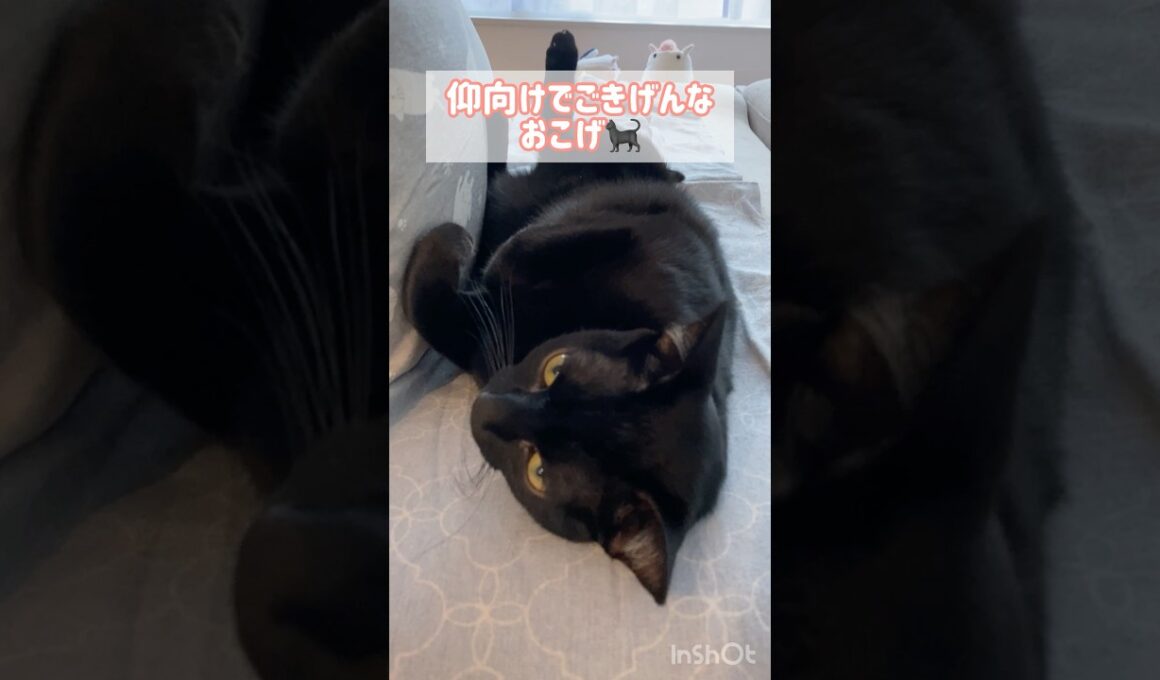 ごきげん黒猫ボンベイ　#cat #ねこ #ねこのいる生活 #ねこのいる暮らし #ねこ動画 #猫 #猫好きさんと繋がりたい #かわいい #癒やし #甘えん坊