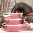 くるくるタワーに入りたい！子猫の挑戦が可愛すぎた【かのこ日記】 A kitten trying desperately to fit into the rolling tower!